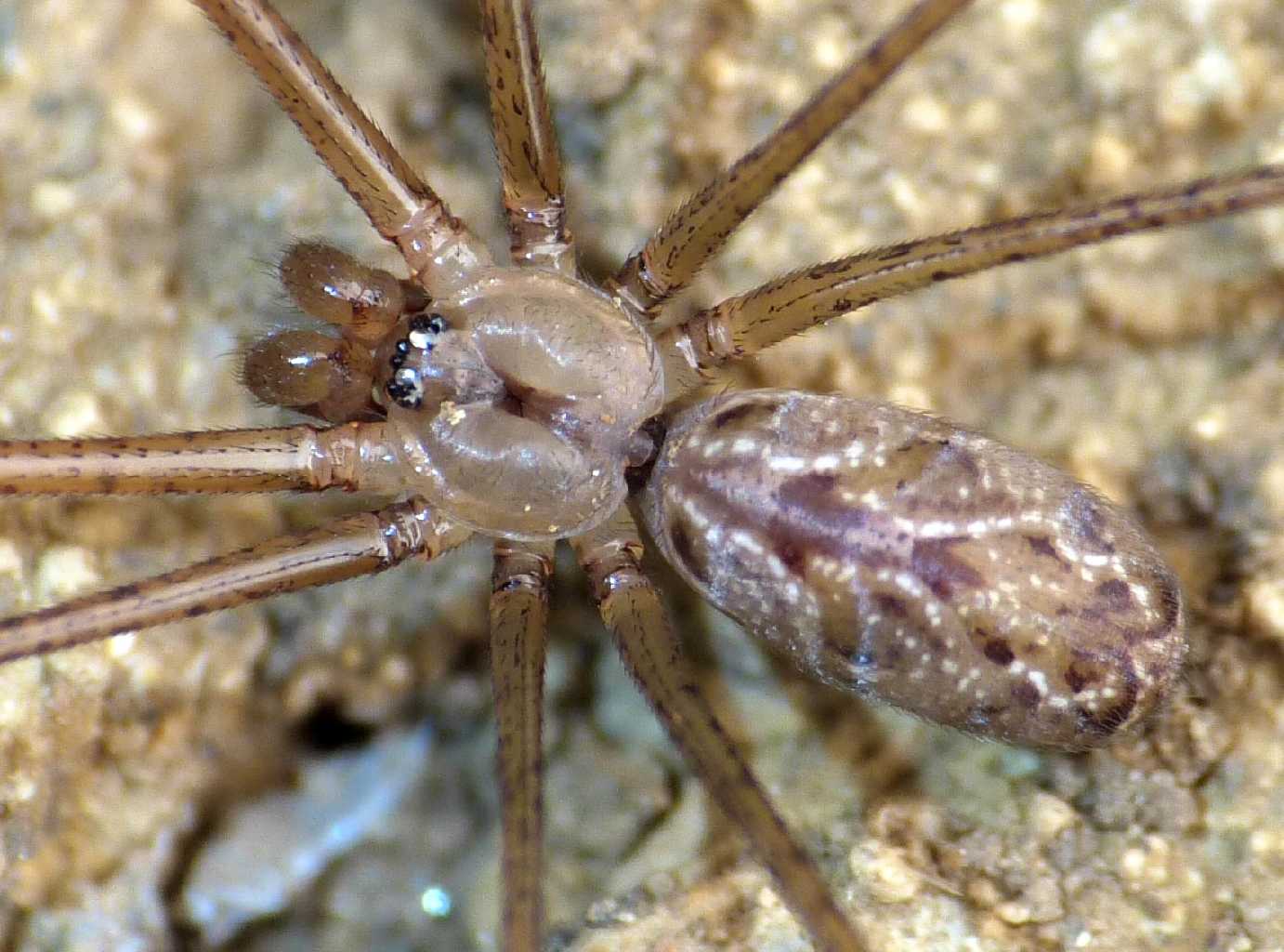 Holochnemus pluchei (Pholcidae)  - Santa Severa (RM)